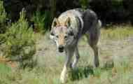 Čehoslovak wolf dog: pasmina opis